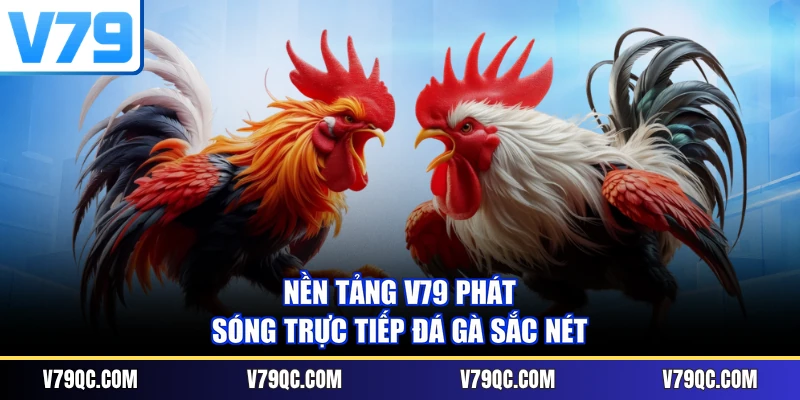 Nền tảng V79 phát sóng trực tiếp đá gà sắc nét